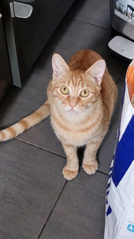 DALIA - Chat Européen à adopter - photo 3