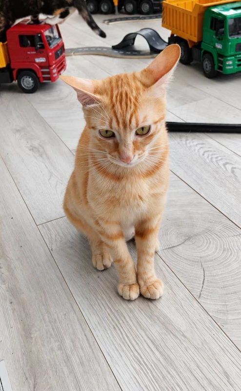 DALIA - Chat Européen à adopter - photo 2