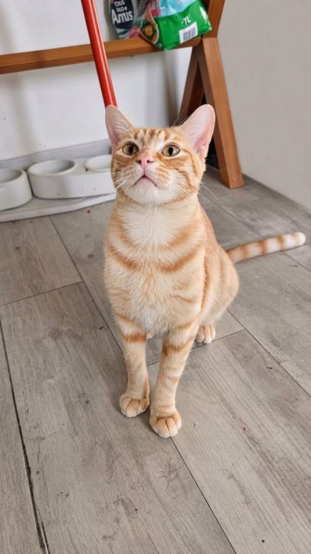 DALIA - Chat Européen à adopter