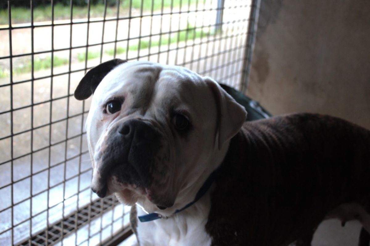 Oréo - Chien à adopter - photo 4