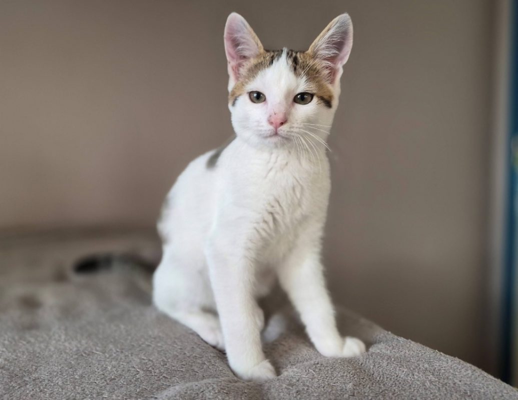 Charly - Chat Européen à adopter