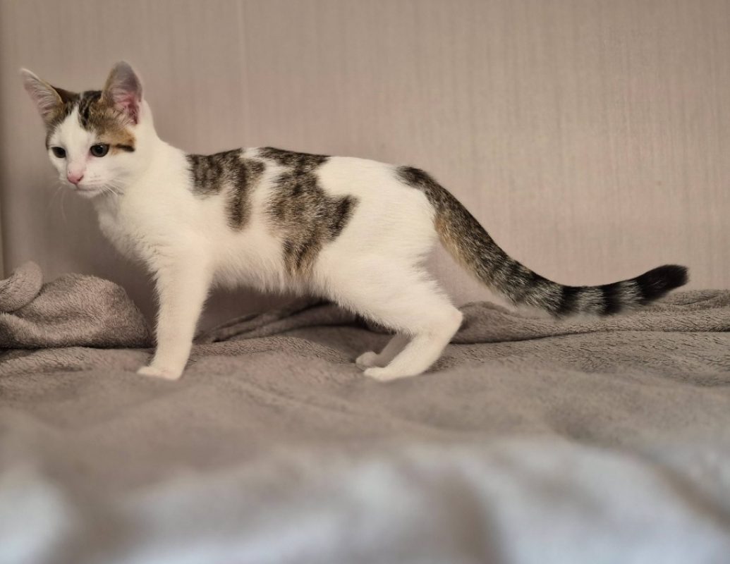 Charly - Chat Européen à adopter - photo 2