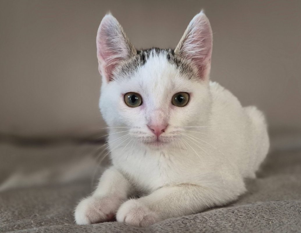 Clovis - Chat Européen à adopter