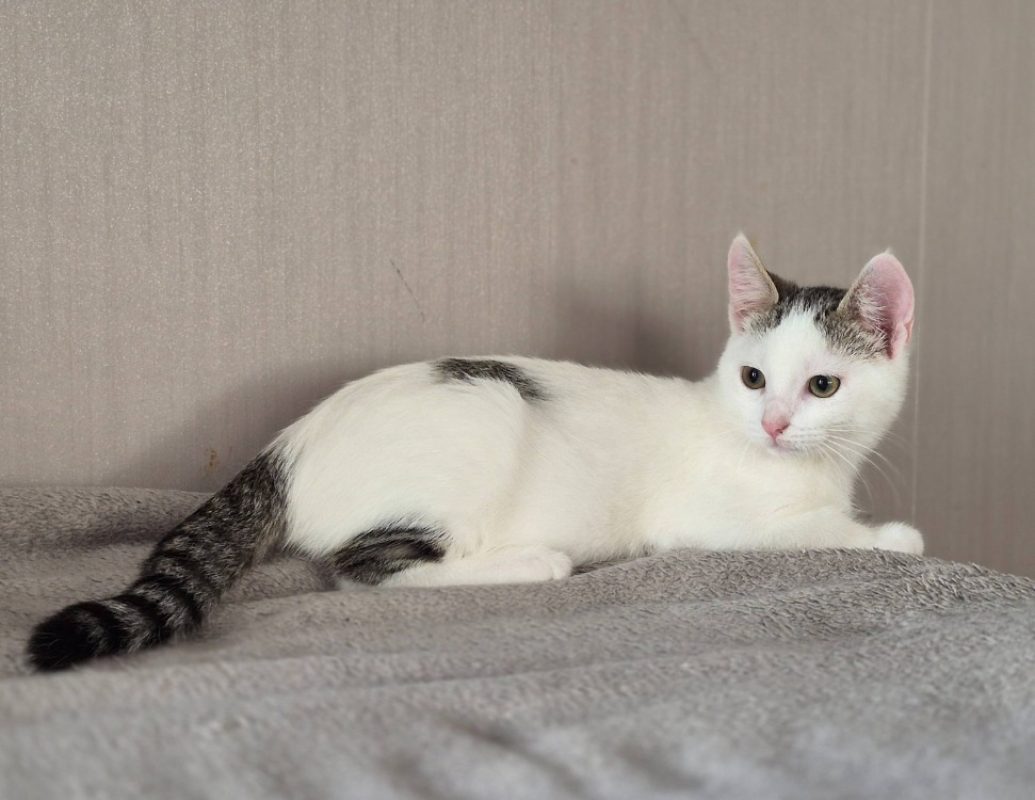 Clovis - Chat Européen à adopter - photo 2