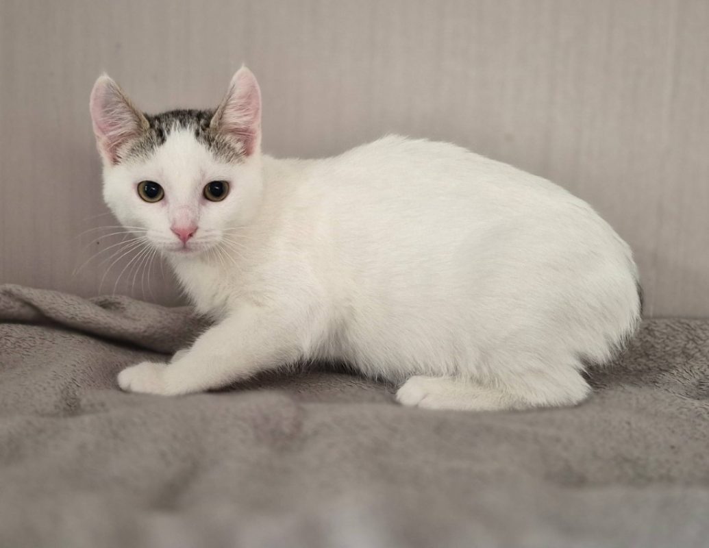 Clovis - Chat Européen à adopter - photo 3