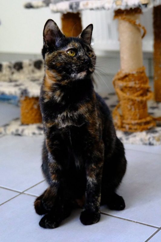 MILADY - Chat Européen à adopter - photo 6