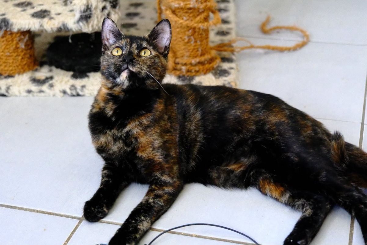 MILADY - Chat Européen à adopter - photo 5