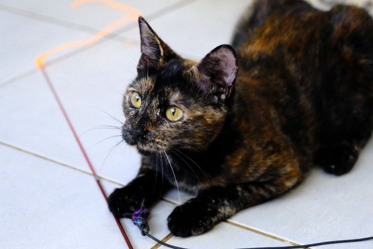 MILADY - Chat Européen à adopter - photo 3
