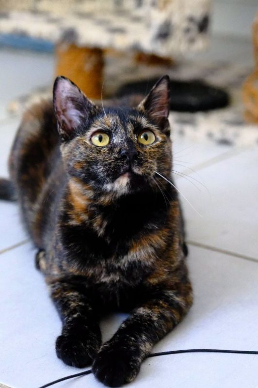MILADY - Chat Européen à adopter - photo 8
