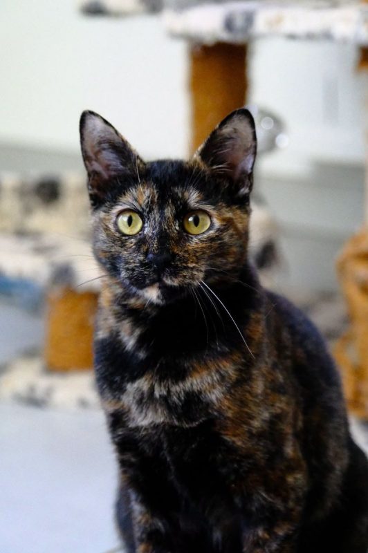 MILADY - Chat Européen à adopter - photo 2