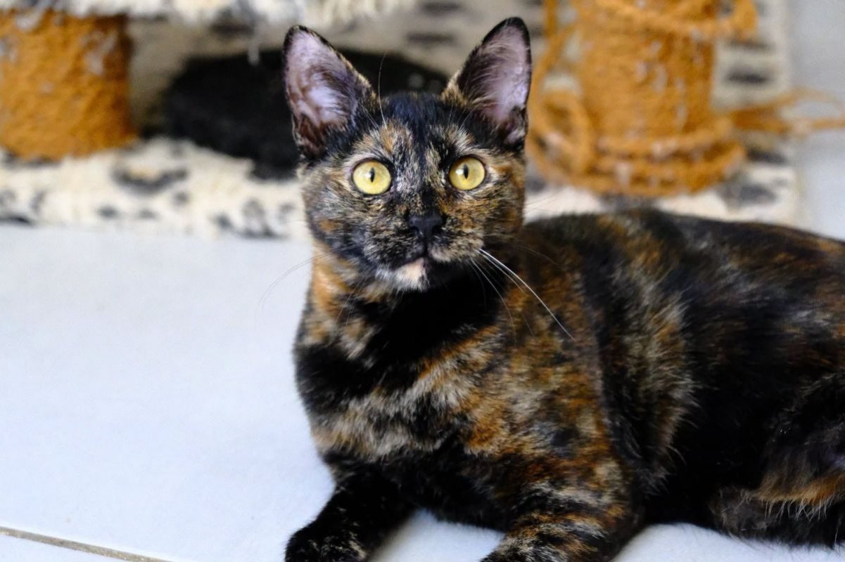 MILADY - Chat Européen à adopter