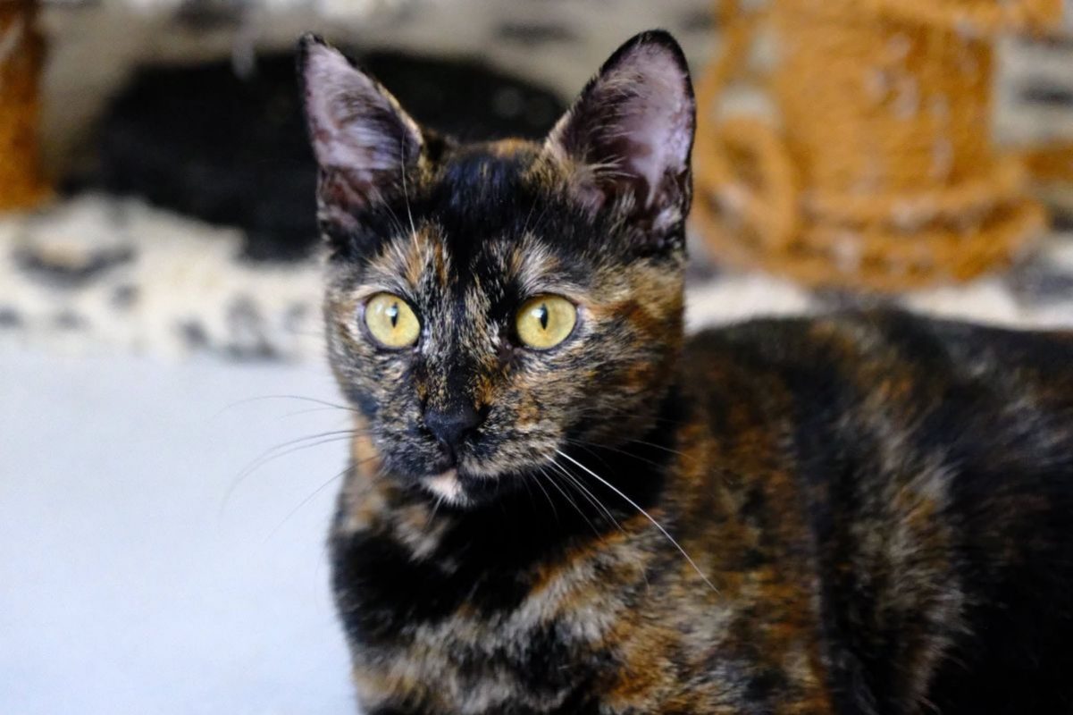 MILADY - Chat Européen à adopter - photo 4