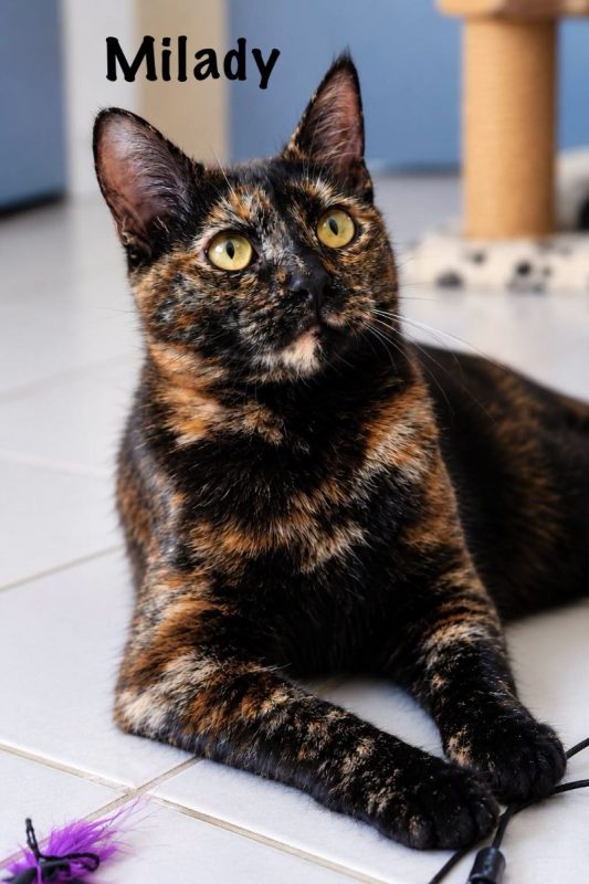 MILADY - Chat Européen à adopter - photo 9