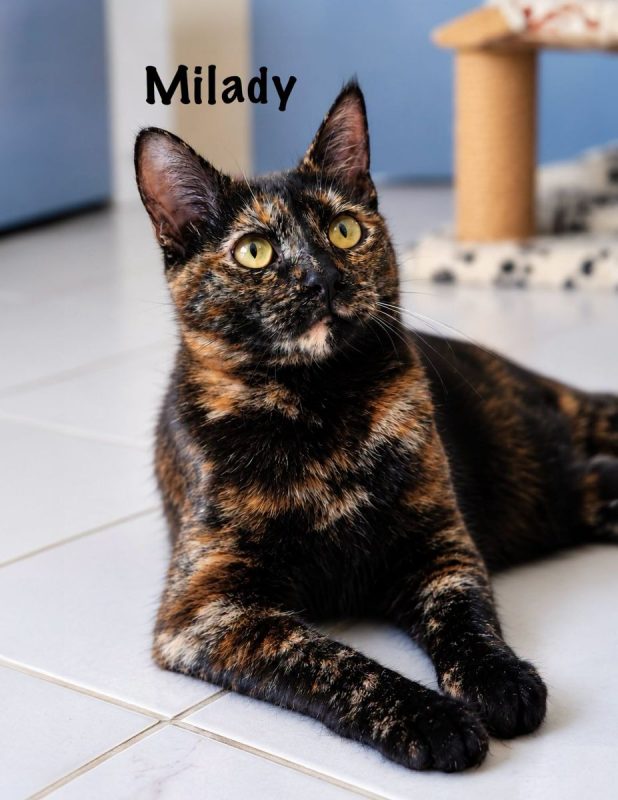MILADY - Chat Européen à adopter - photo 7