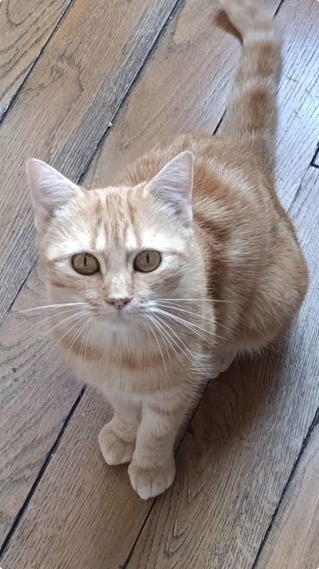 Olga - Chat Européen à adopter - photo 2