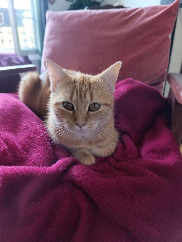 Olga - Chat Européen à adopter - photo 3