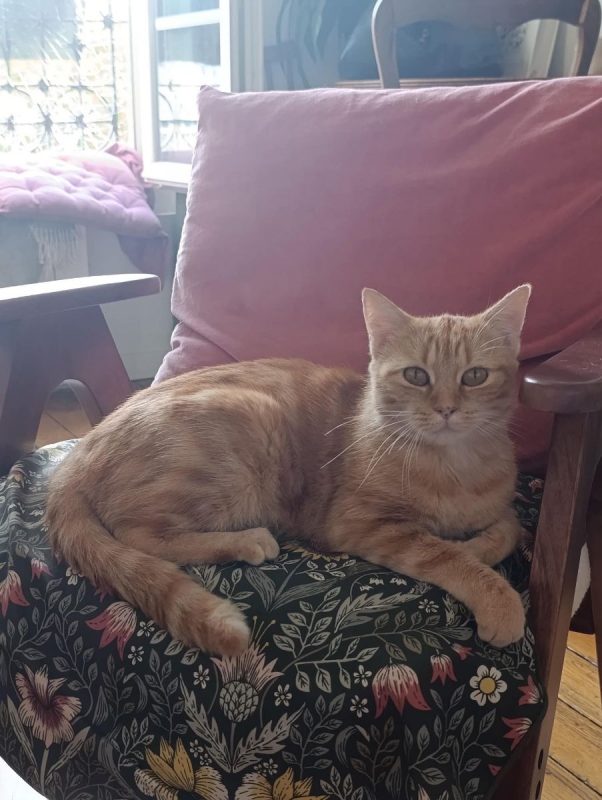 Olga - Chat Européen à adopter