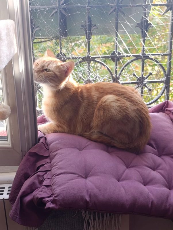 Olga - Chat Européen à adopter - photo 4