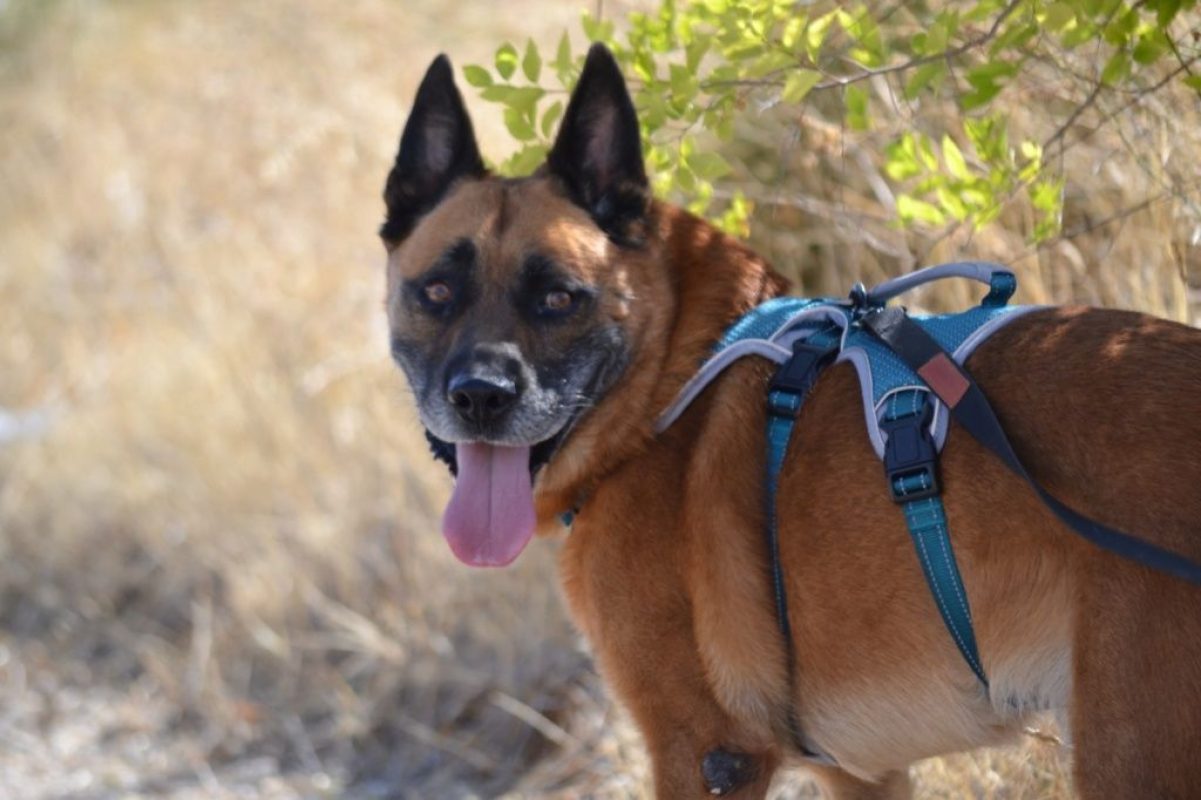 Torrezno - Chien Berger Allemand à adopter - photo 2