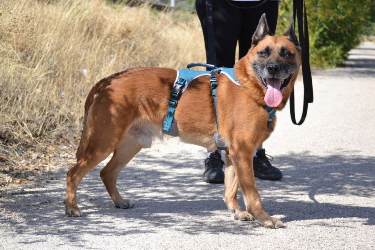 Torrezno - Chien Berger Allemand à adopter
