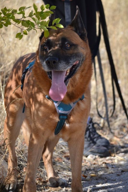 Torrezno - Chien Berger Allemand à adopter - photo 3