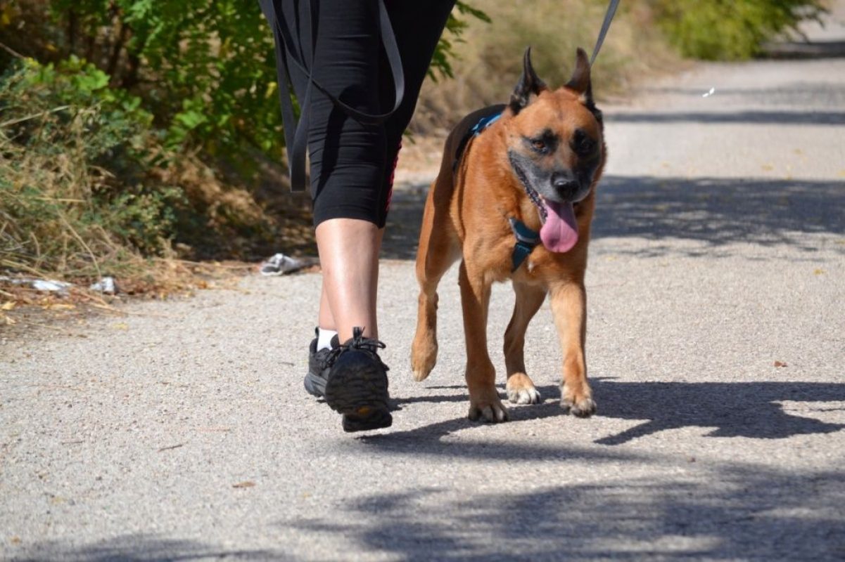 Torrezno - Chien Berger Allemand à adopter - photo 4