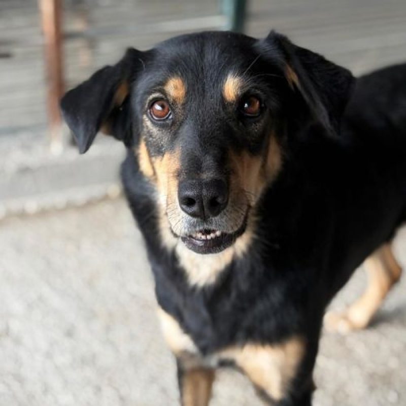 INAYA - Chien à adopter - photo 2