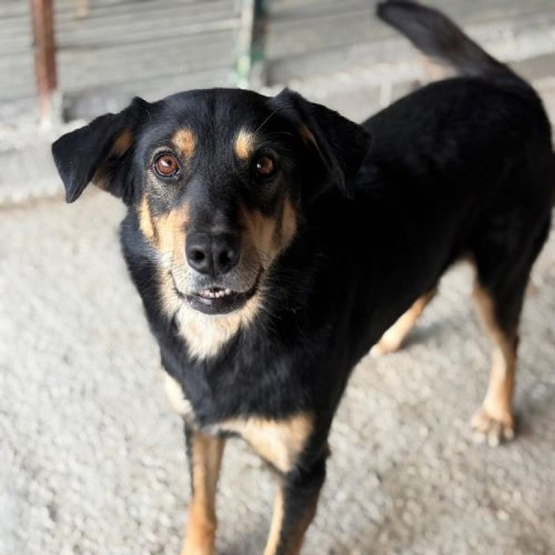 INAYA - Chien à adopter