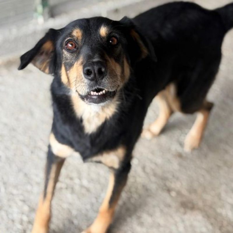 INAYA - Chien à adopter - photo 4