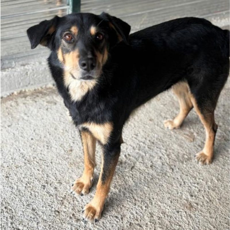 INAYA - Chien à adopter - photo 3