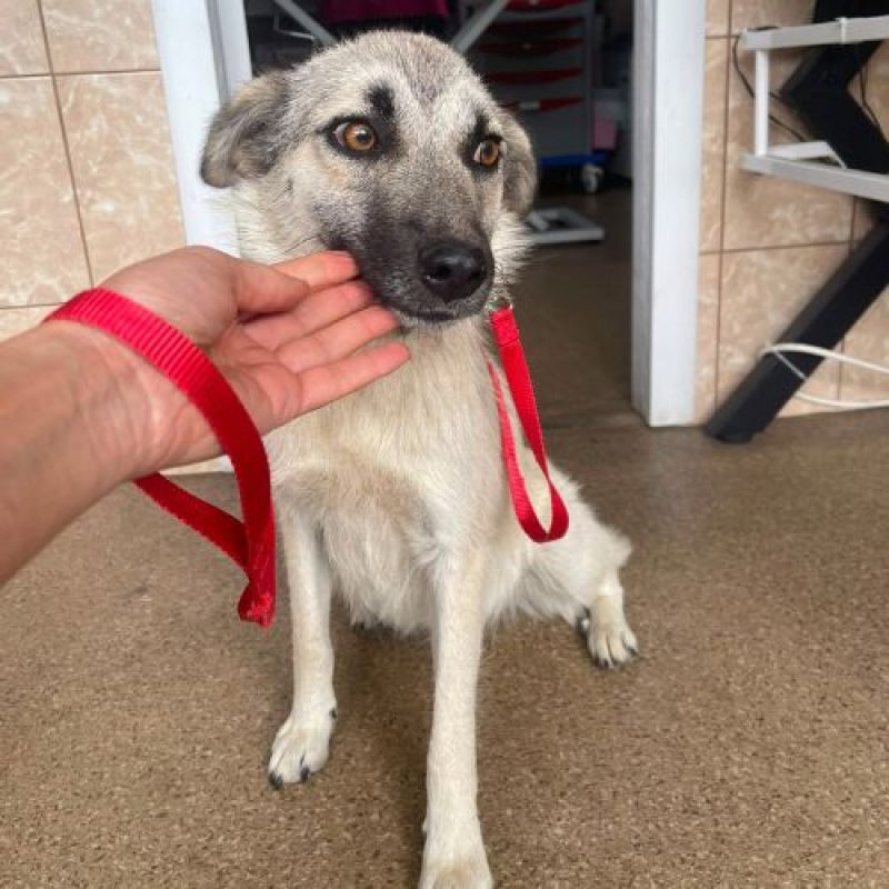 NADY - Chien à adopter - photo 8
