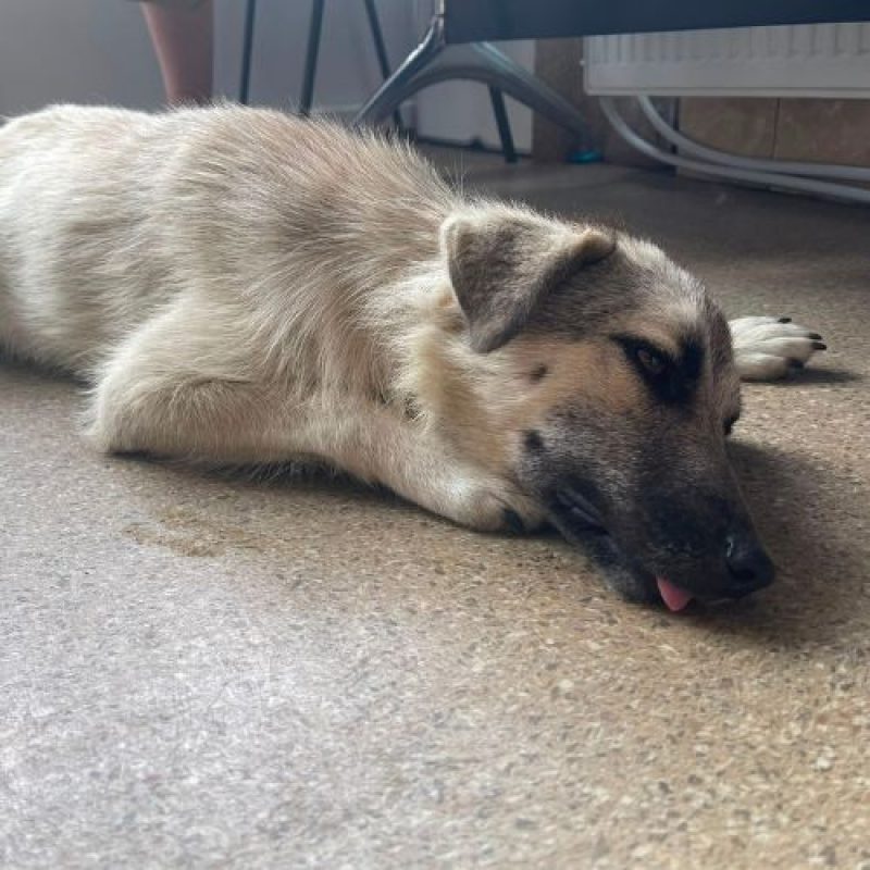 NADY - Chien à adopter - photo 3