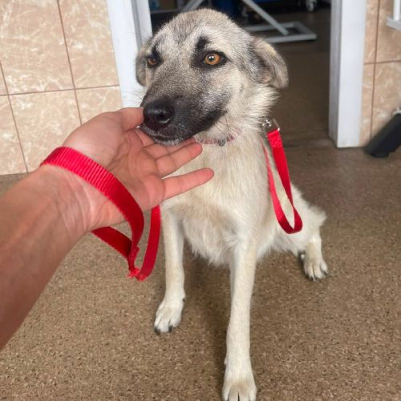 NADY - Chien à adopter - photo 5