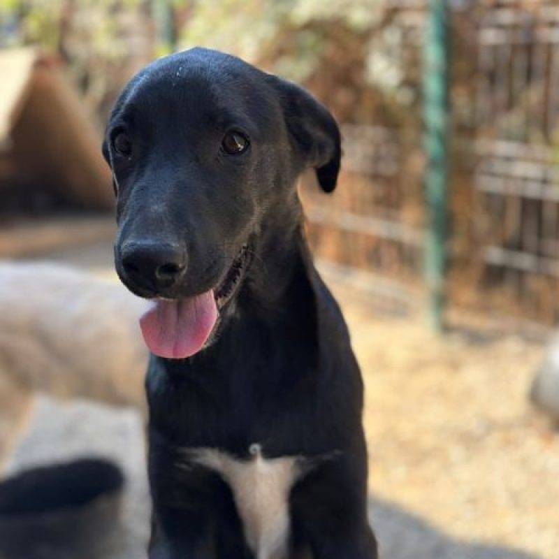 SINCA - Chien à adopter - photo 2