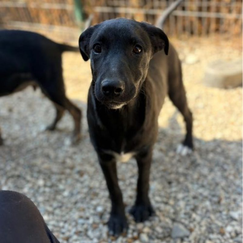 SINCA - Chien à adopter - photo 4
