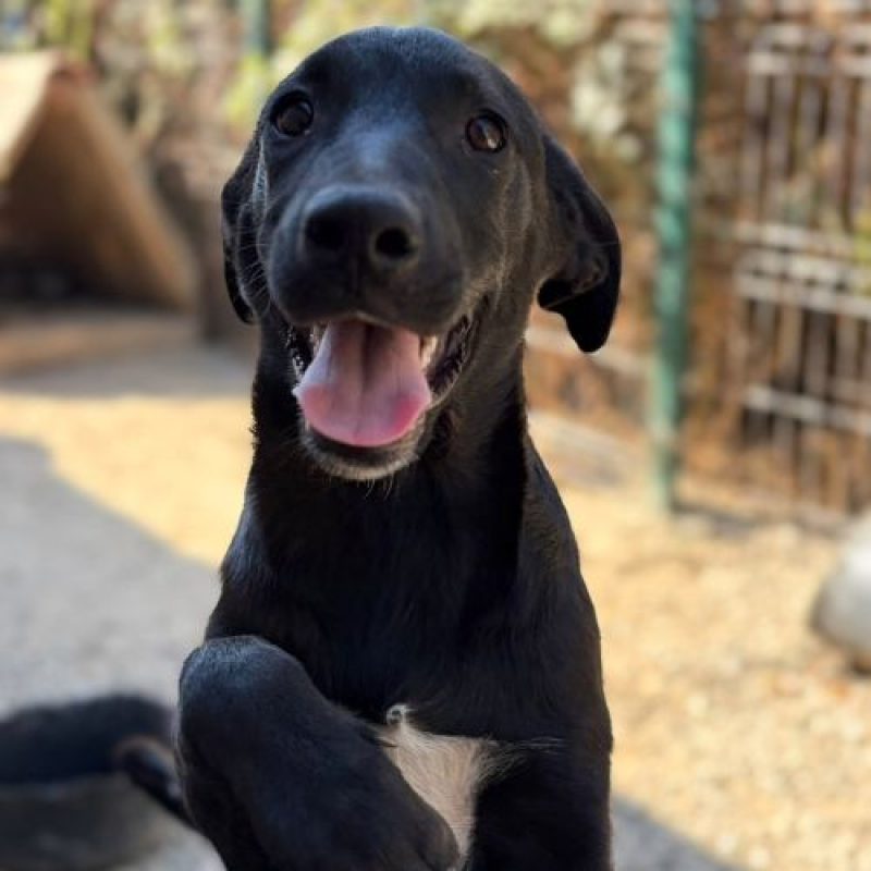 SINCA - Chien à adopter - photo 3