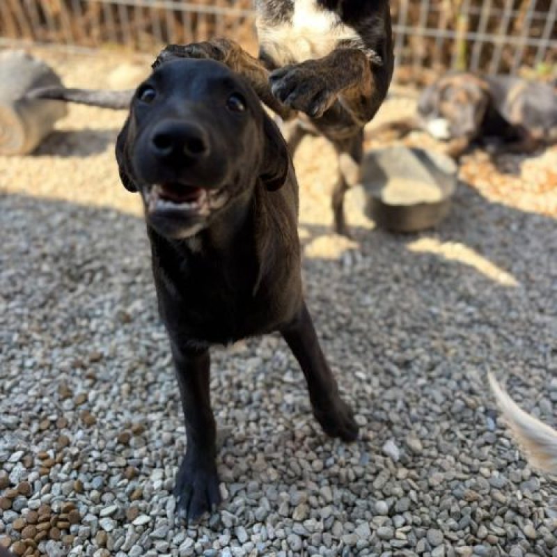 SINCA - Chien à adopter - photo 5
