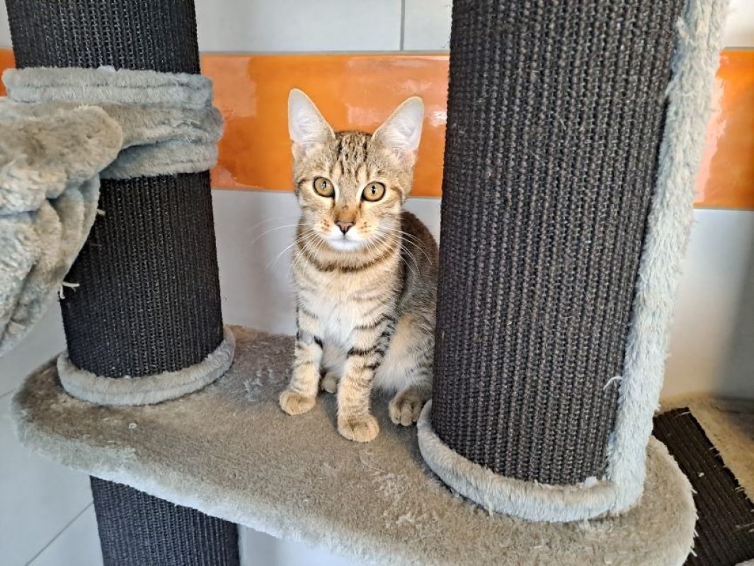 Balzac - Chat Européen à adopter