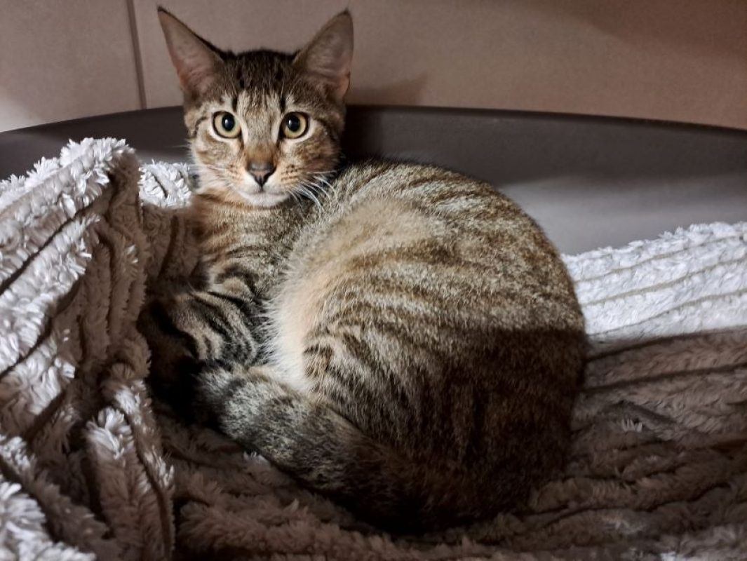 Boba - Chat Européen à adopter