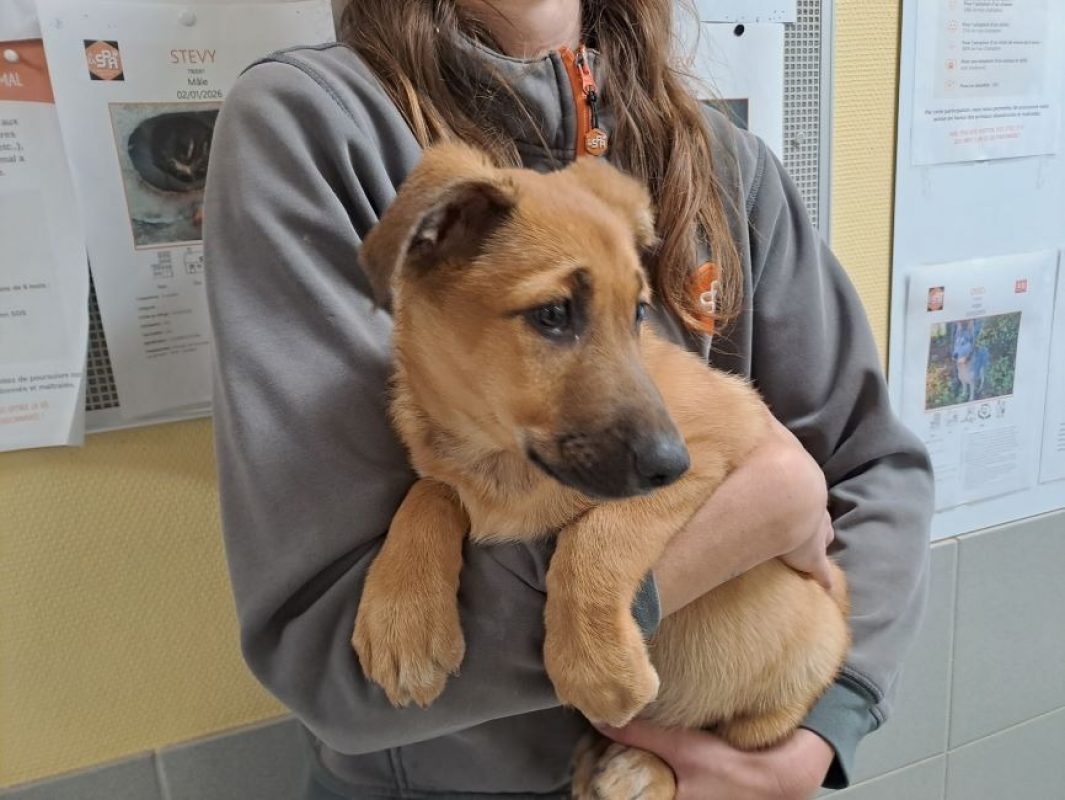 Guimauve réservé - Chien à adopter