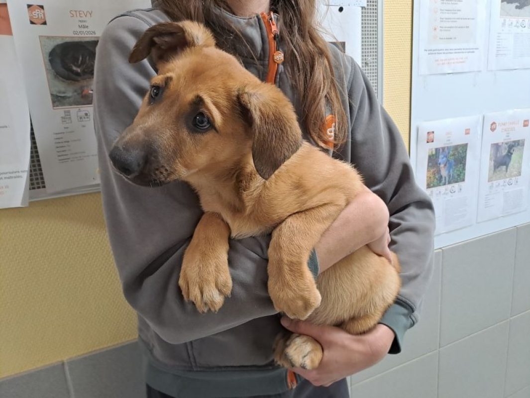 Guimauve réservé - Chien à adopter - photo 2