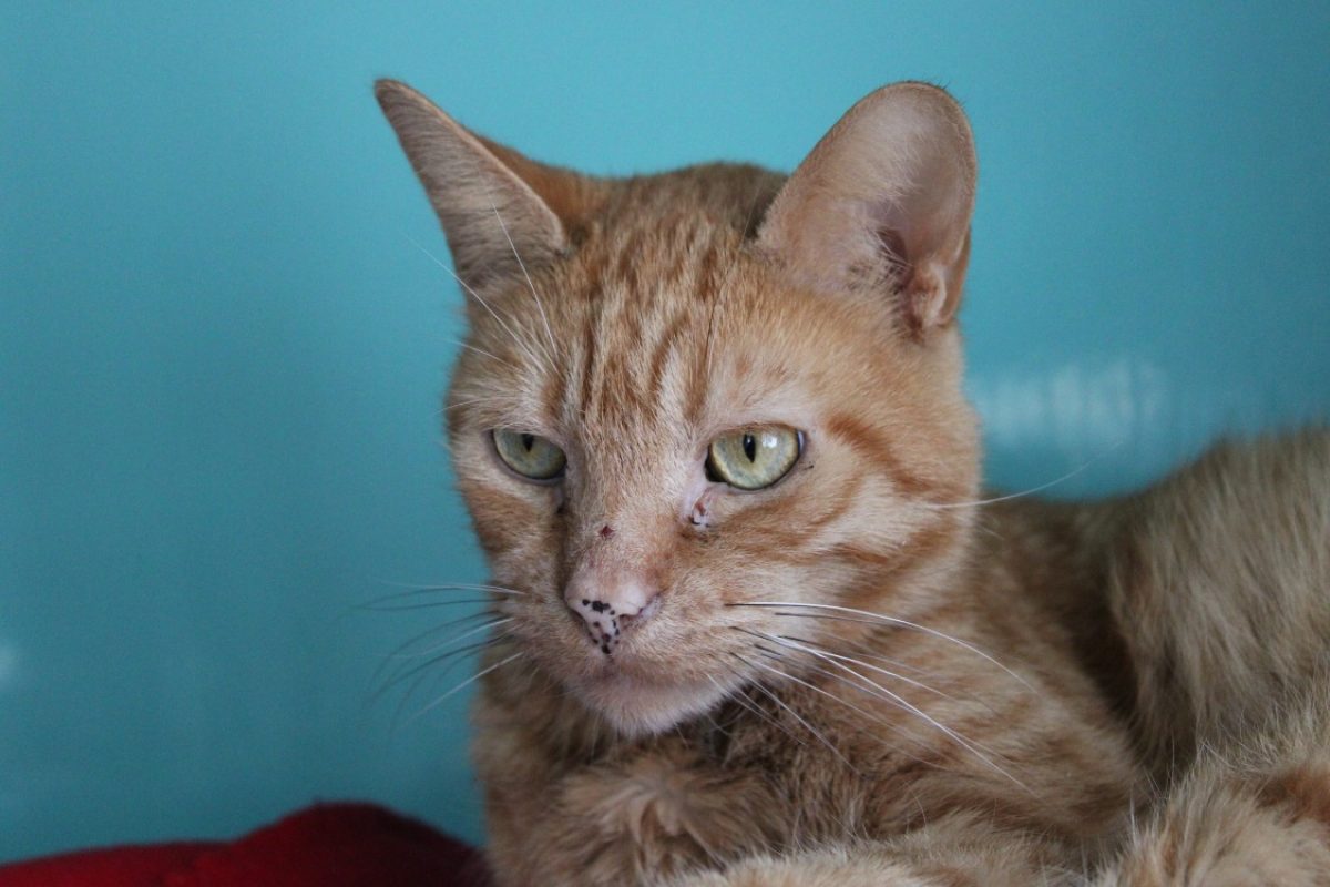 Tomette - Chat Européen à adopter - photo 8