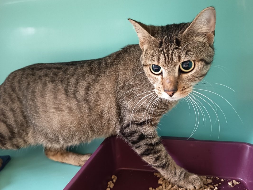 Grogu - Chat Européen à adopter
