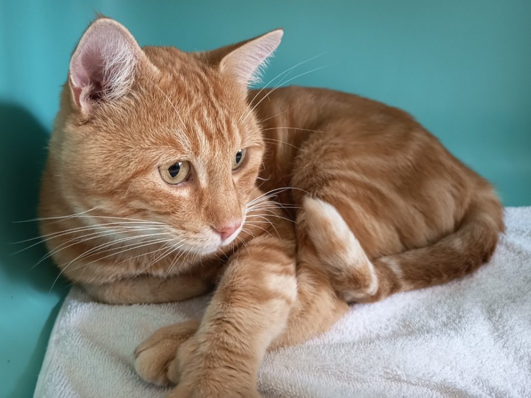 Zazou - Chat Européen à adopter