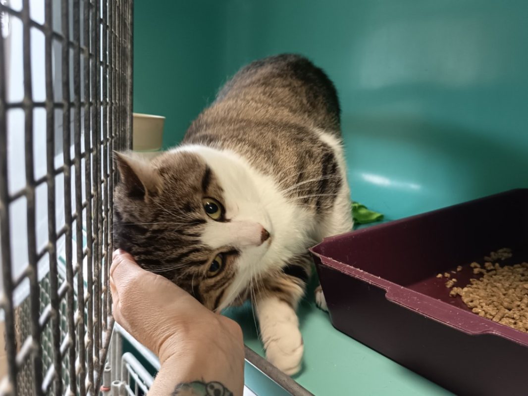 Wesley - Chat Européen à adopter