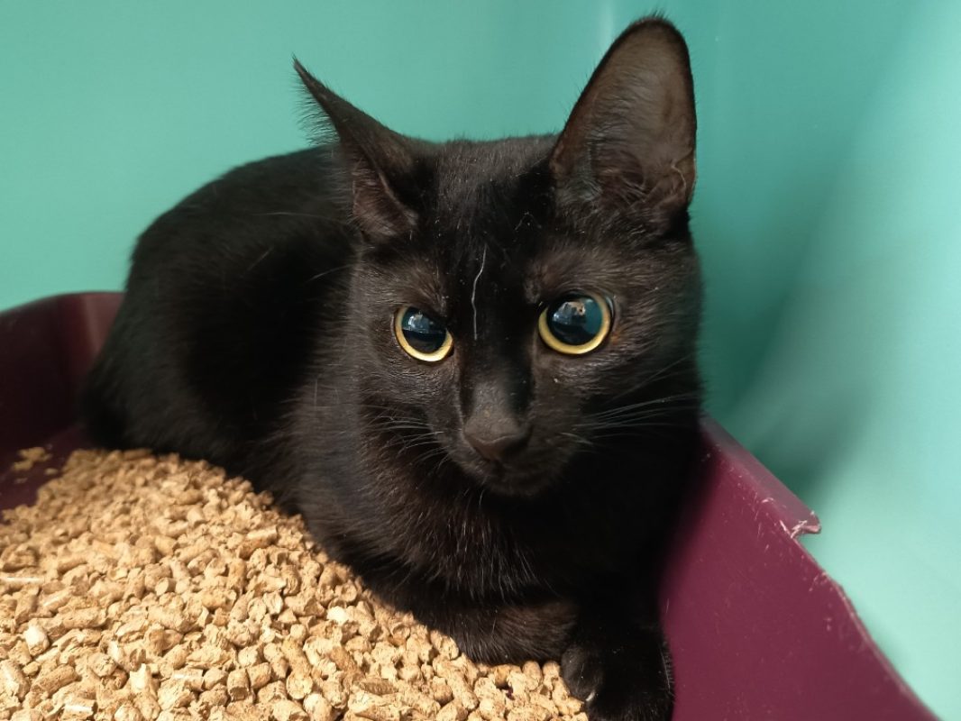 Padme - Chat Européen à adopter