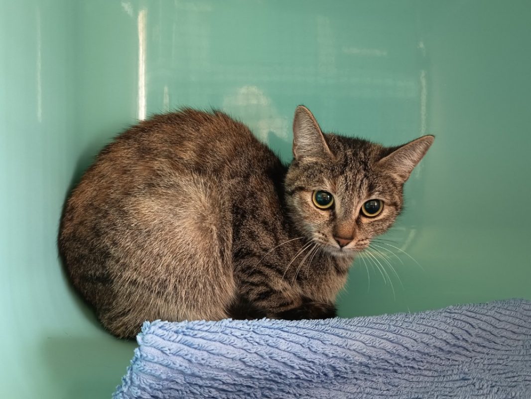 Rey - Chat Européen à adopter
