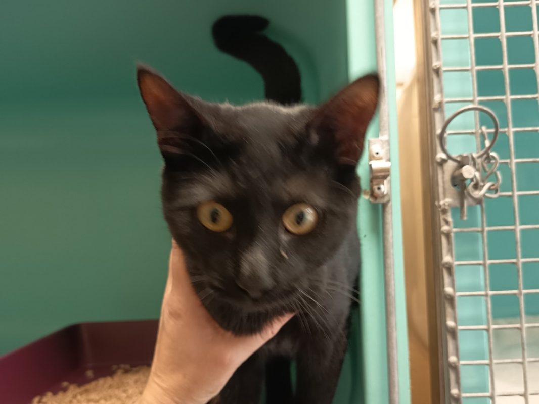 Jabba - Chat Européen à adopter