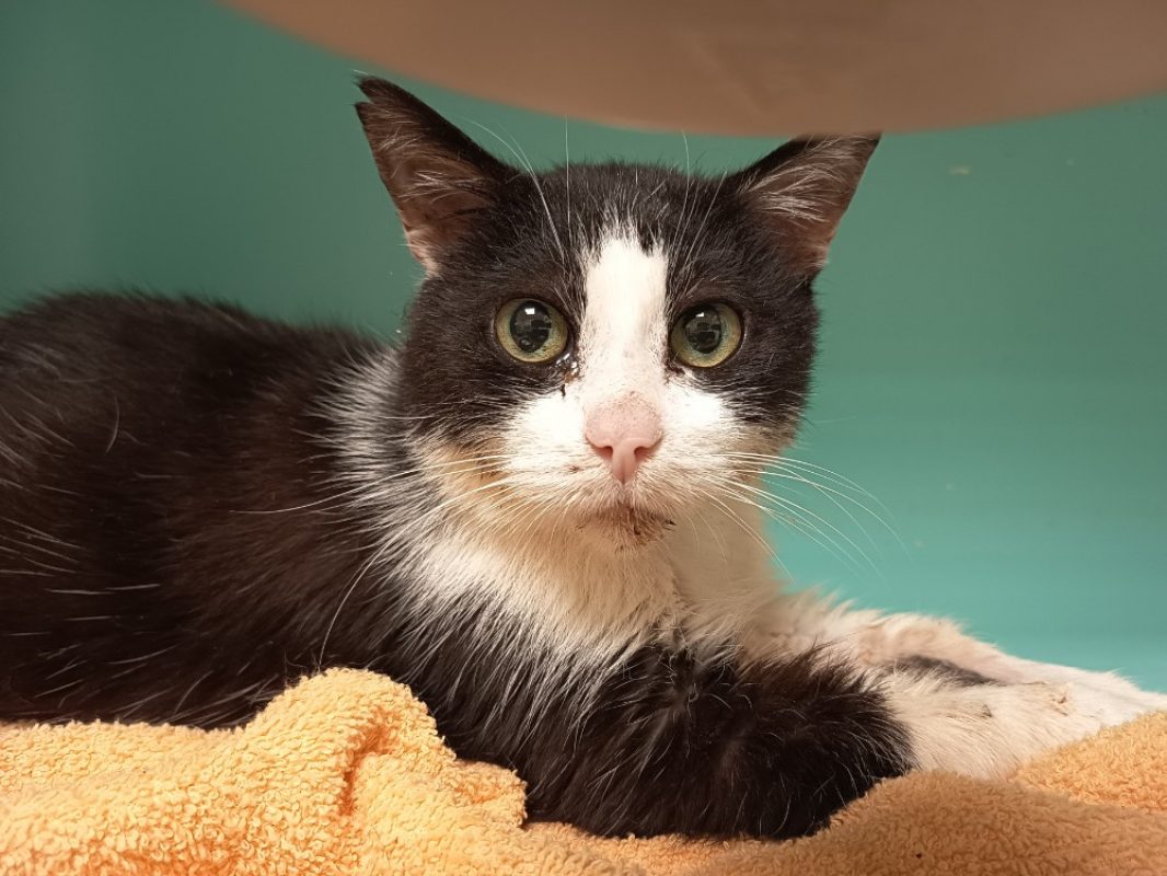 Qui-gon - Chat Européen à adopter