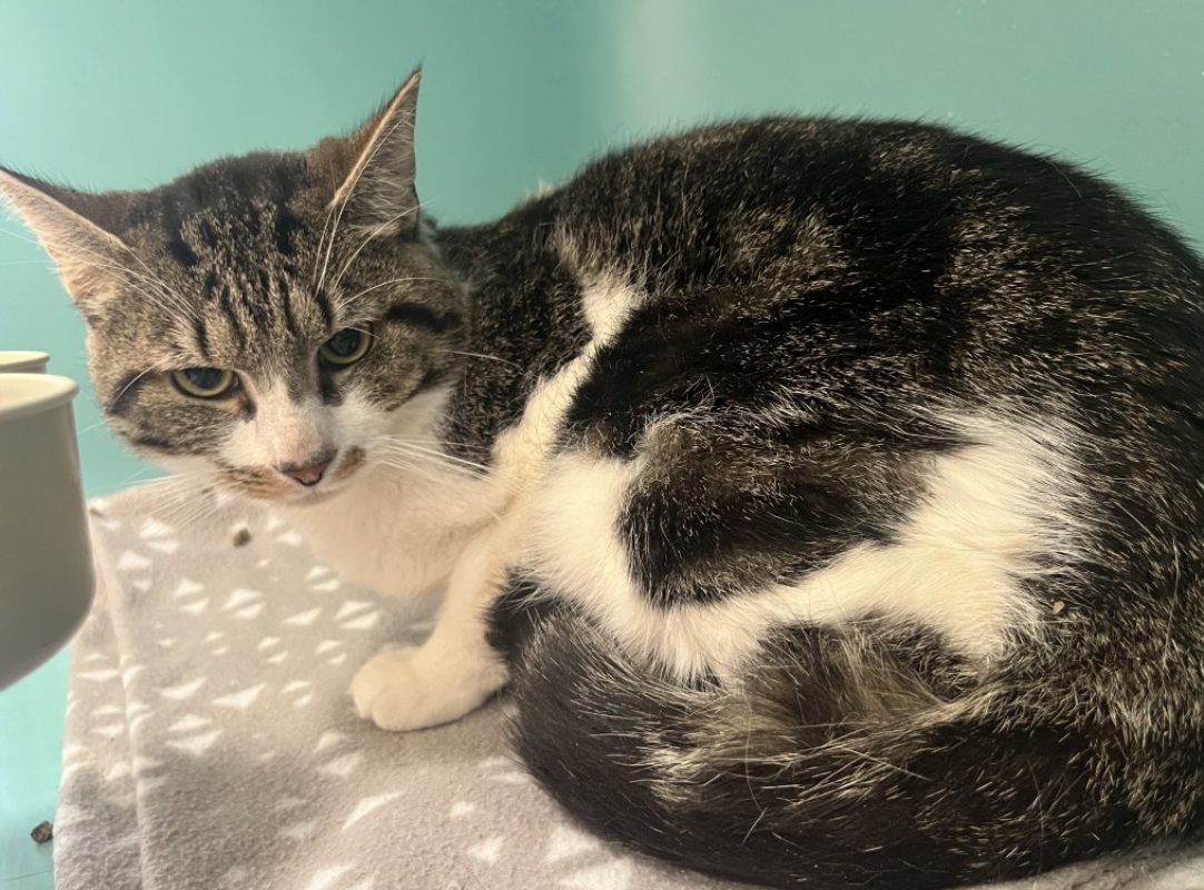 Cal - Chat Européen à adopter